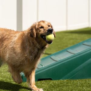 Dog with ball in its mouth at Aloha Pet Resort & Spa