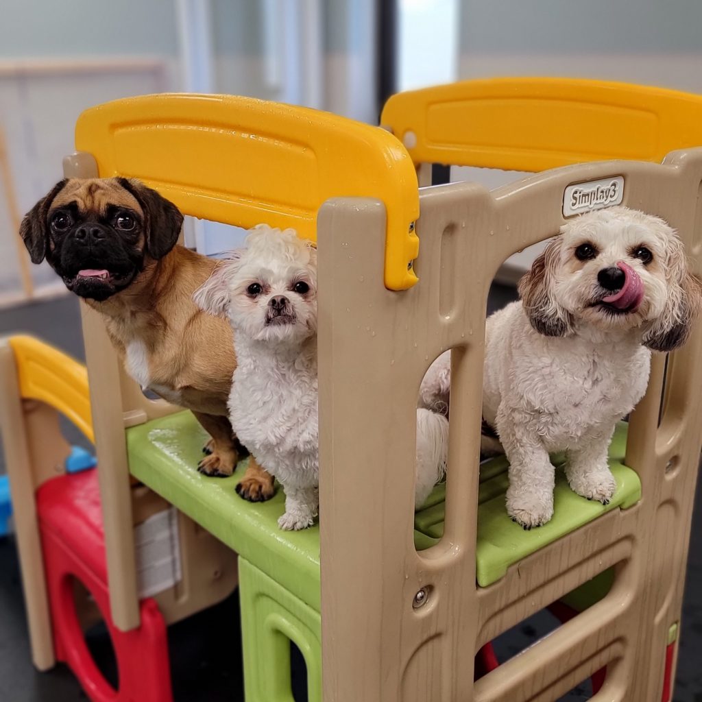 Aloha Pet Resort & Spa Luxury Pet Boarding Cedar Falls, Iowa