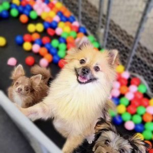 Dog in ball pit at Aloha Pet Resort & Spa