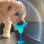 Dog mini bar at Aloha Pet Resort & Spa