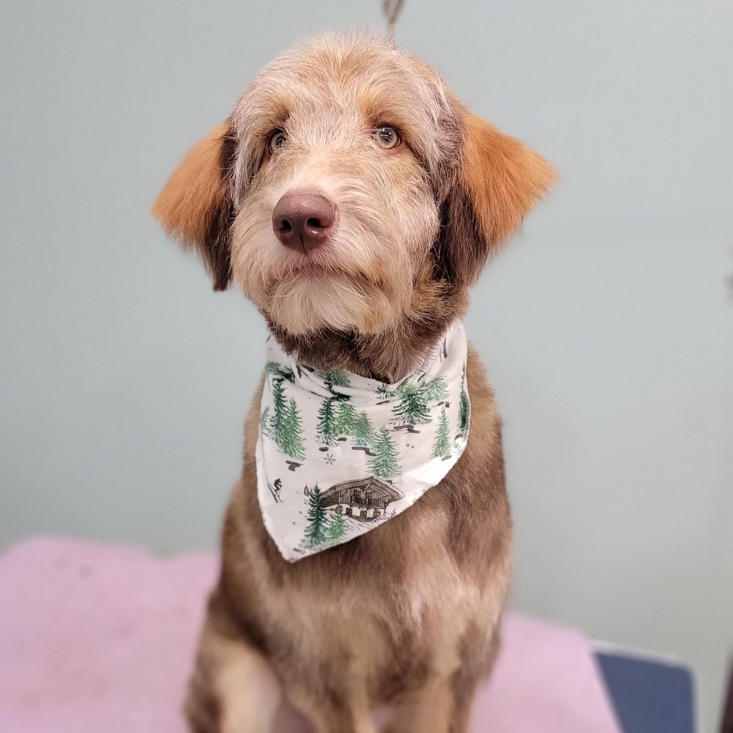 Newly groomed dog at Lani Spa by Aloha Pet Resort & Spa