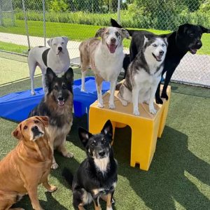 Dog group at Aloha Pet Resort & Spa