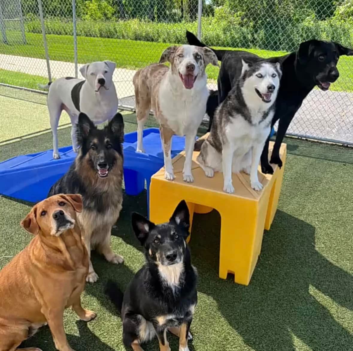 Aloha Pet Resort & Spa - Image 1