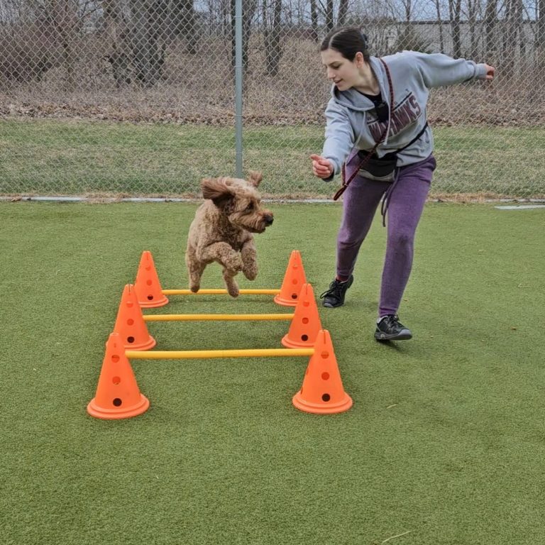 Dog training at Aloha Academy