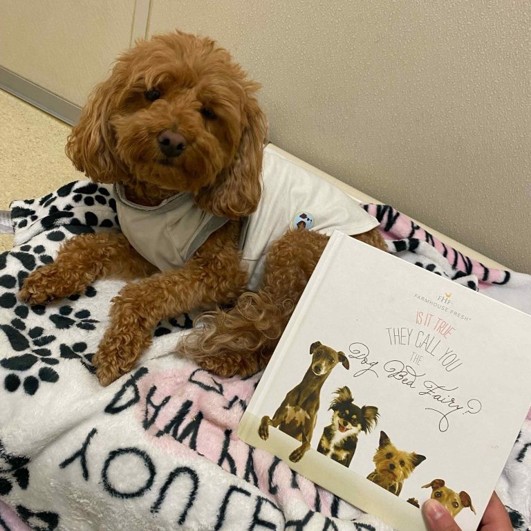 Dog staying at Beach House Suite at Aloha Pet Resort & Spa