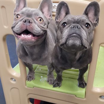 Finney and Frankie at Aloha Pet Resort & Spa