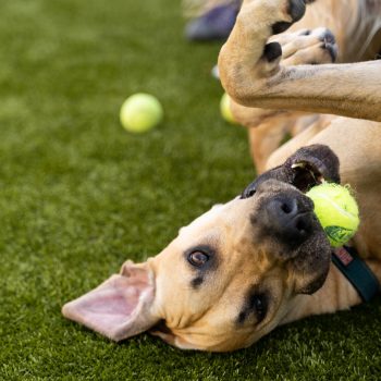 Dog playing outside at Aloha Pet Resort & Spa